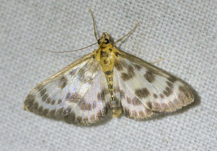 Anania hortulata - tarka csalánmoly