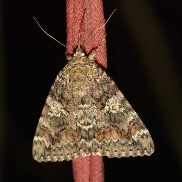 Catocala sponsa - tölgyfa-övesbagoly