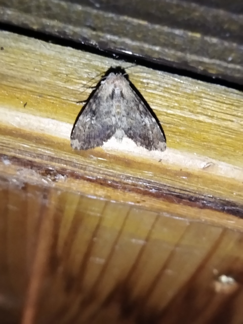 Loscopia scolopacina - csinos dudvabagoly
