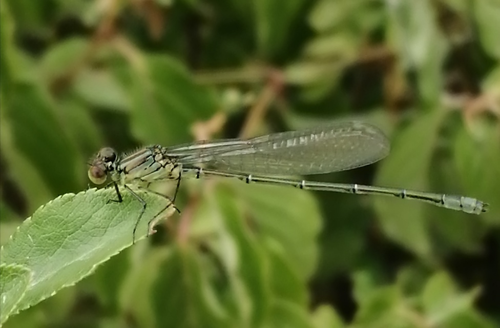 Erythromma viridulum - kis pirosszemű-légivadász