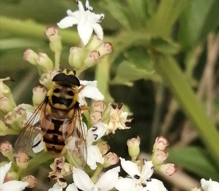 Myathropa florea - halálfejes odúlégy