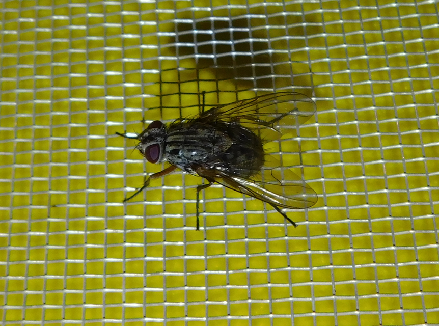 Phaoniinae