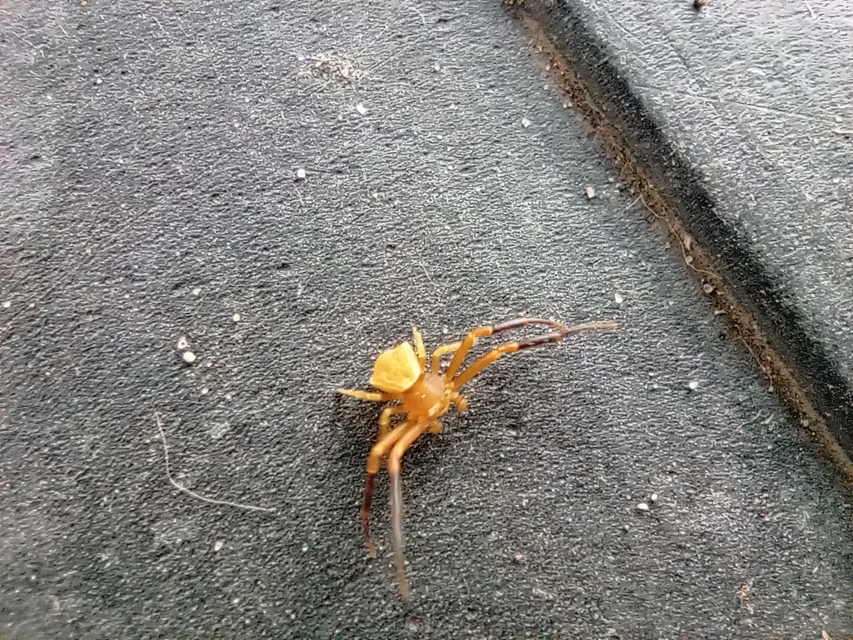 Thomisus onustus - fehér karolópók