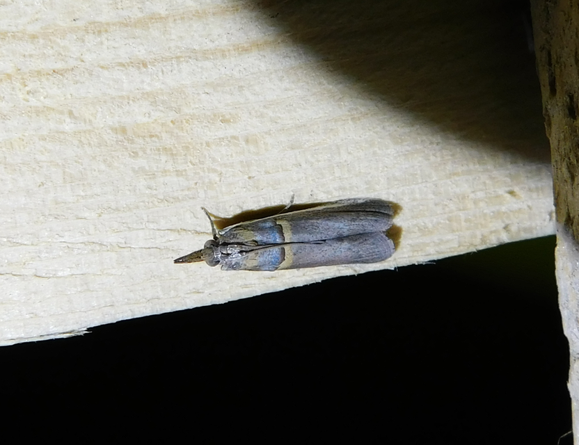 Etiella zinckenella - akácmoly