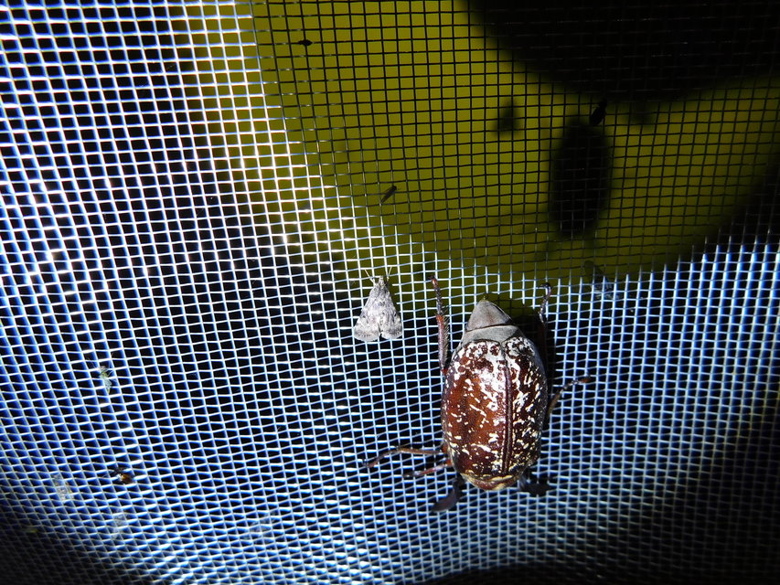 Polyphylla fullo - csapó cserebogár