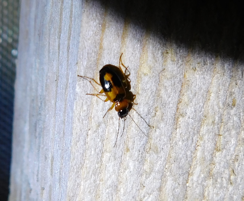 Badister meridionalis - közönséges posványfutonc