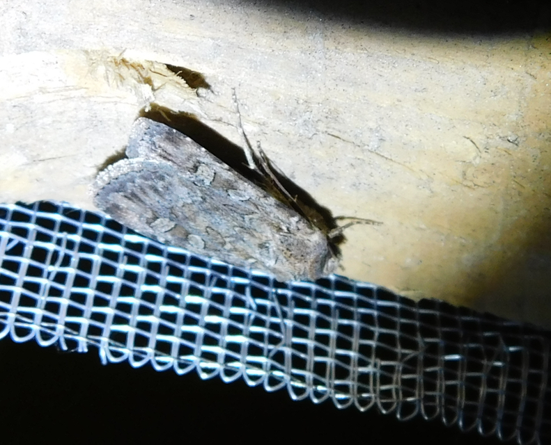 Euxoa tritici/nigrofusca/eruta