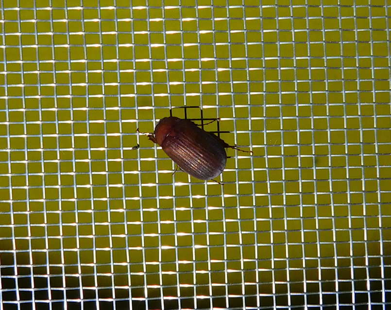 Serica brunnea - homoki kiscserebogár