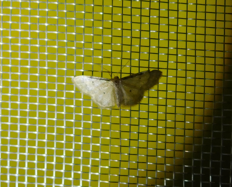 Idaea politaria - vonalas apróaraszoló
