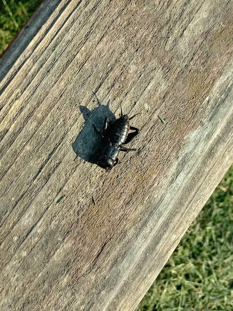 Gryllus campestris - mezei tücsök