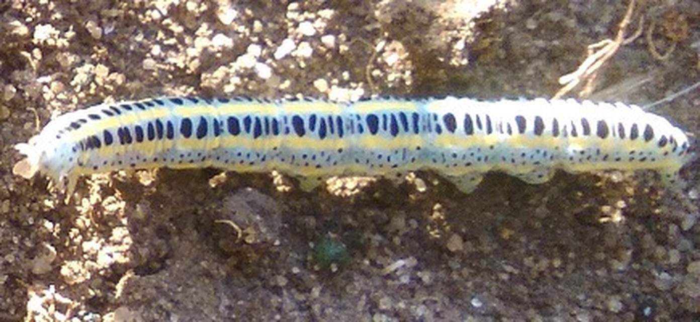 Calophasia