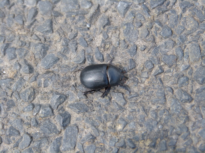 Pentodon idiota - butabogár
