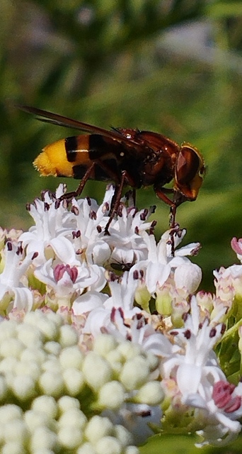 Volucella zonaria - kétöves pihelégy