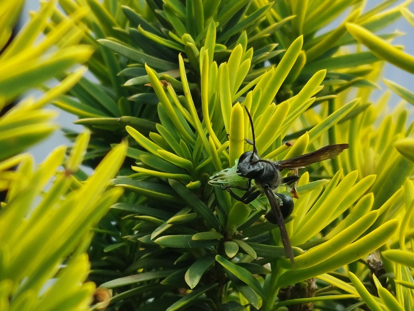 Isodontia mexicana - mexikói fűdarázs