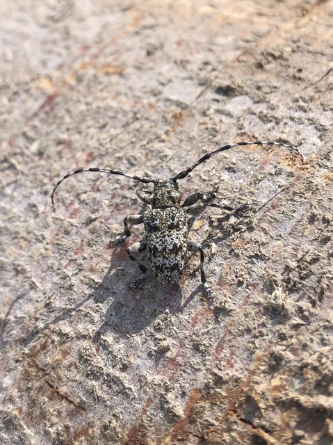 Aegomorphus clavipes - tarka cincér Aegomorphus clavipes - tarka cincér