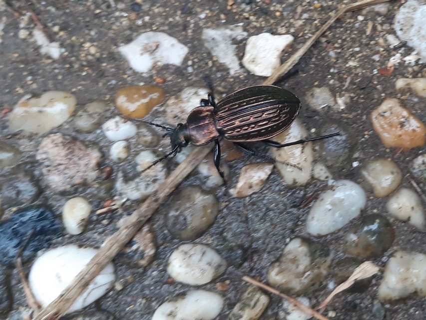 Carabus ulrichii - rezes futrinka Carabus ulrichii - rezes futrinka