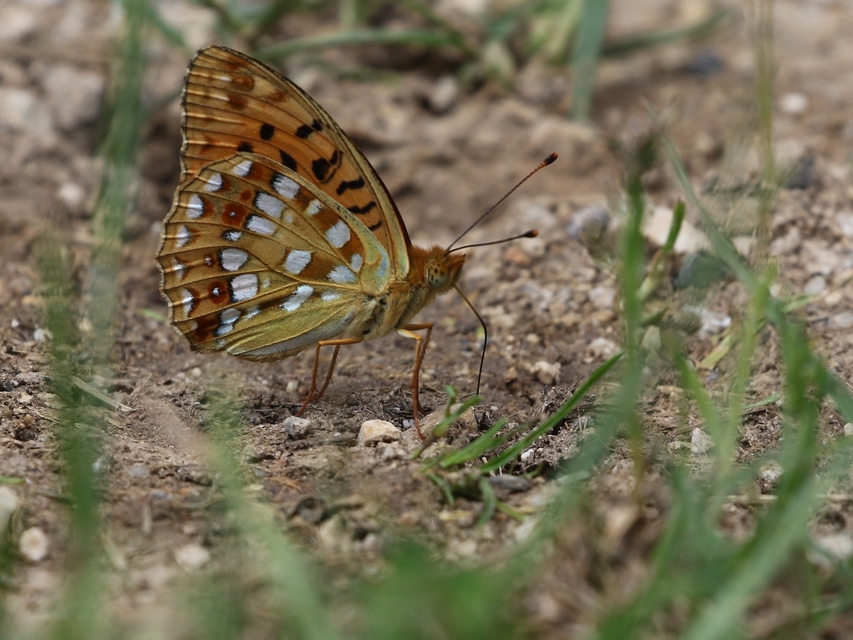 Argynnis adippe - ezüstös gyöngyházlepke