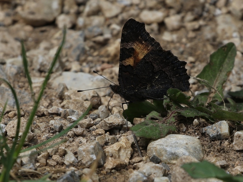 Nymphalis urticae - kis rókalepke