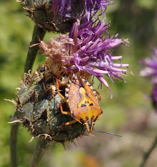 Carpocoris