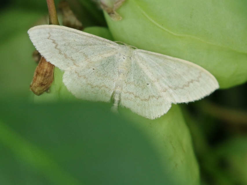 Scopula floslactata - tejfehér sávosaraszoló