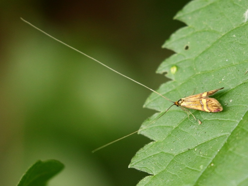 Nemophora degeerella - pompás tőrösmoly