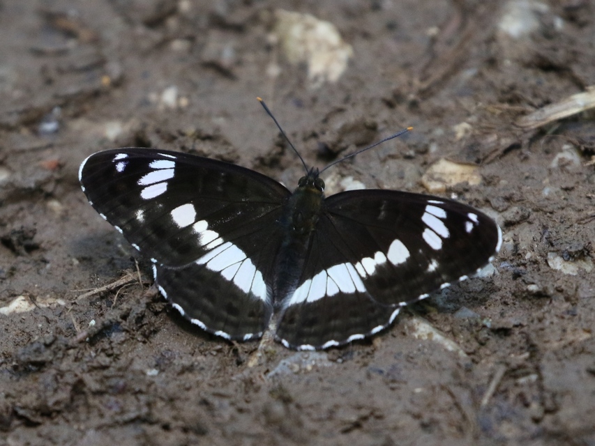 Limenitis camilla - kis lonclepke
