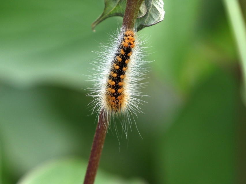 Acronicta auricoma - aranyos szigonyosbagoly