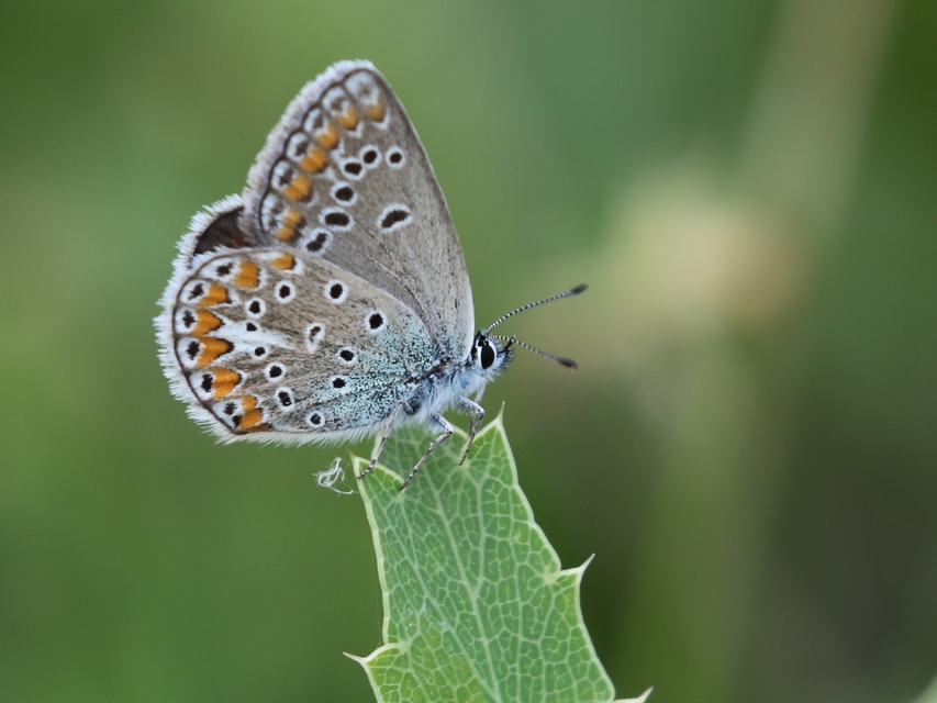 Polyommatus thersites - ibolyaszín boglárka