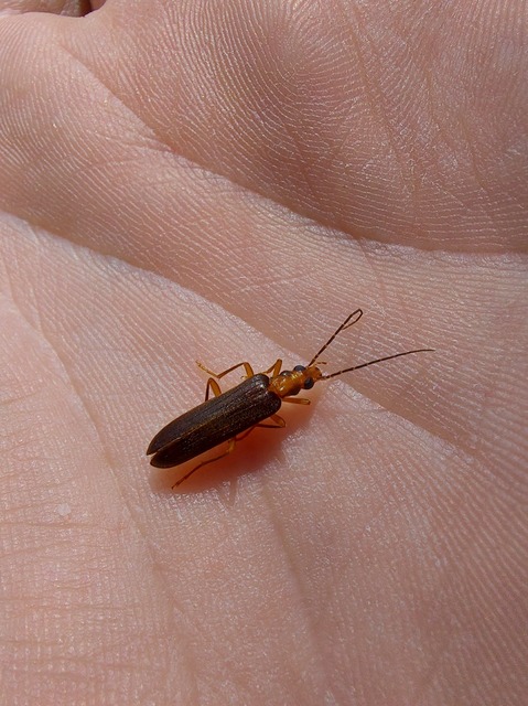 Nacerdes carniolica - karnóliai álcincér