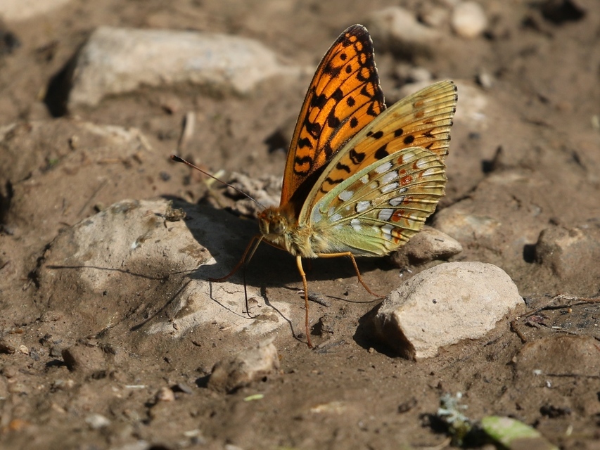 Argynnis adippe - ezüstös gyöngyházlepke