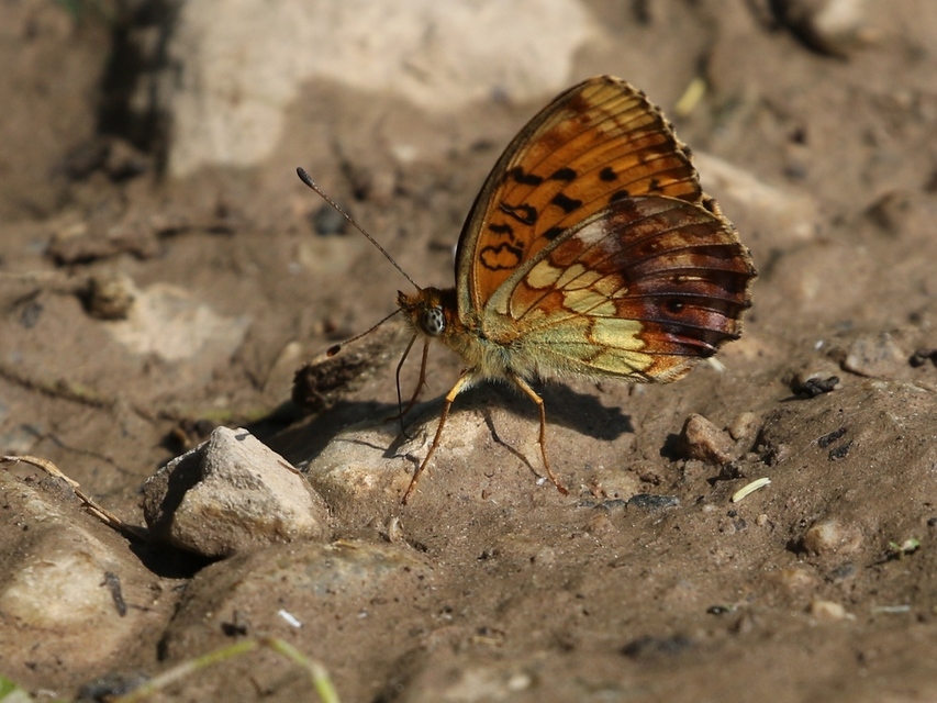 Brenthis daphne - málna-gyöngyházlepke