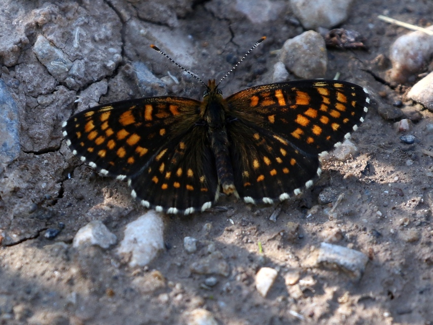 Melitaea diamina - kockás tarkalepke