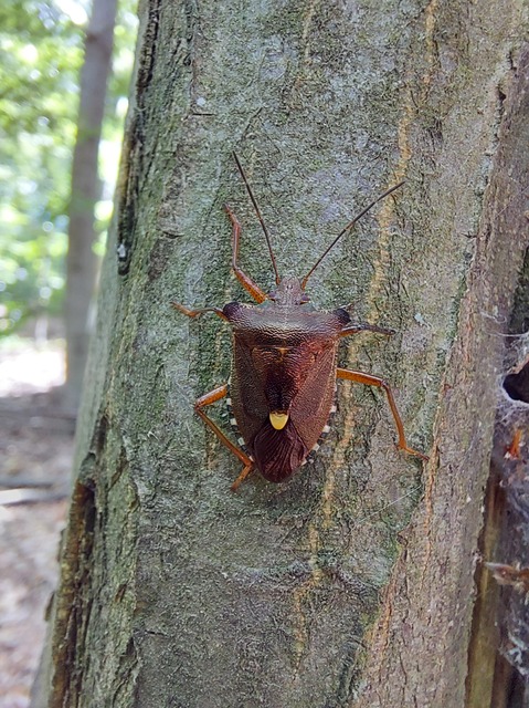 Pentatoma rufipes - vöröslábú címerespoloska Pentatoma rufipes - vöröslábú címerespoloska