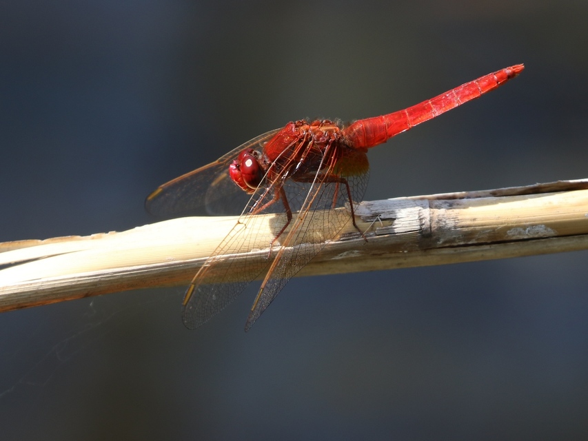 Crocothemis erythraea - skarlát szitakötő