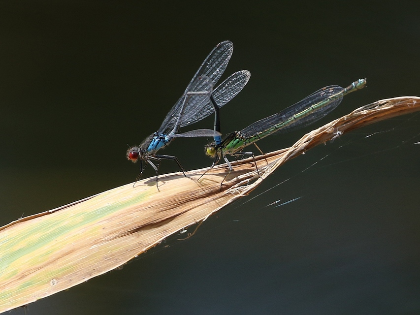 Erythromma najas - nagy pirosszemű-légivadász