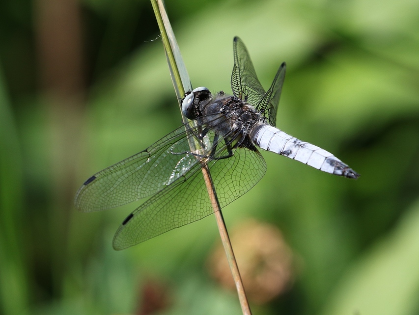 Libellula fulva - kisfoltos laposacsa
