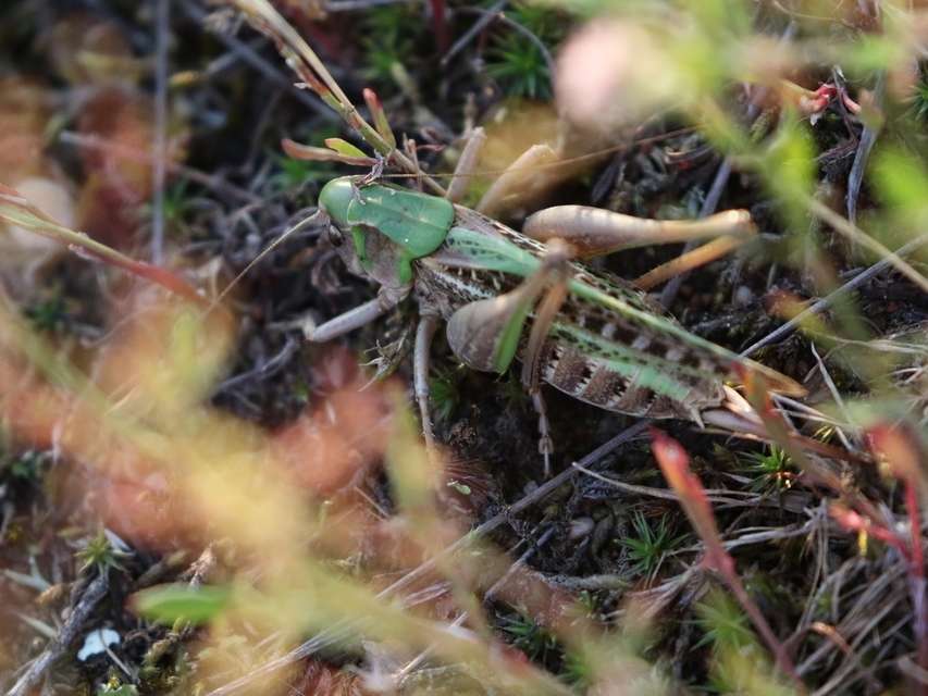 Decticus verrucivorus - szemölcsevő szöcske