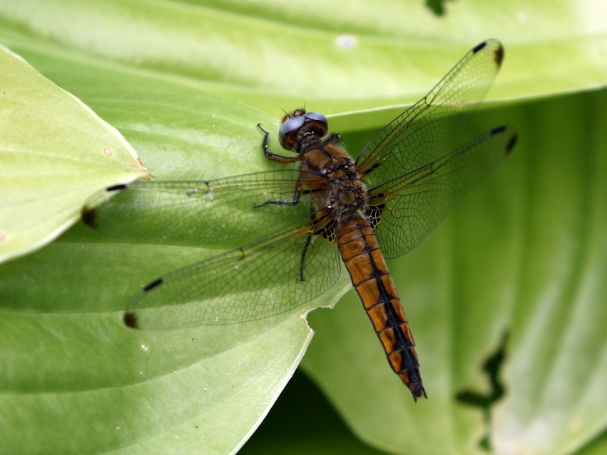 Libellula fulva - kisfoltos laposacsa