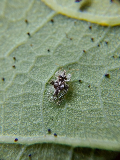Corythucha arcuata - tölgy-csipkéspoloska