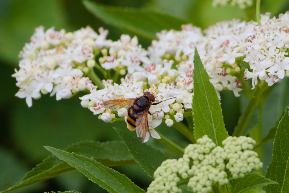 Volucella zonaria - kétöves pihelégy