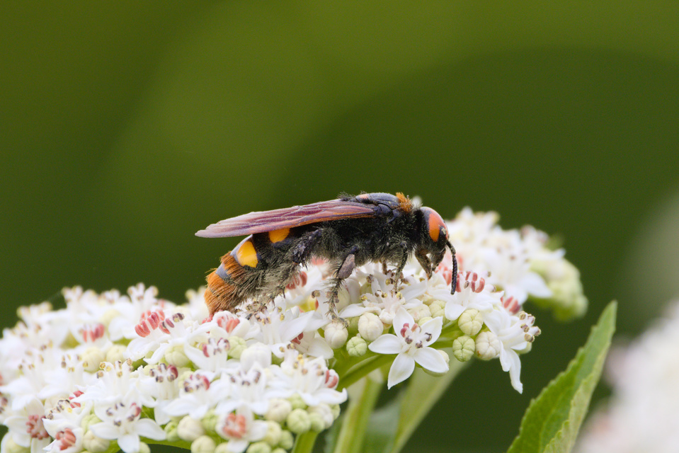 Megascolia maculata - óriás-tőrösdarázs