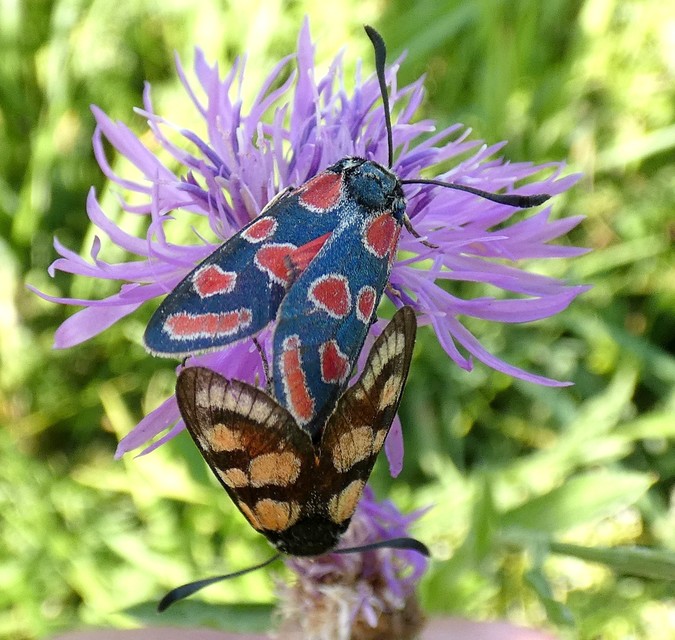 Zygaena carniolica - fehérgyűrűs csüngőlepke