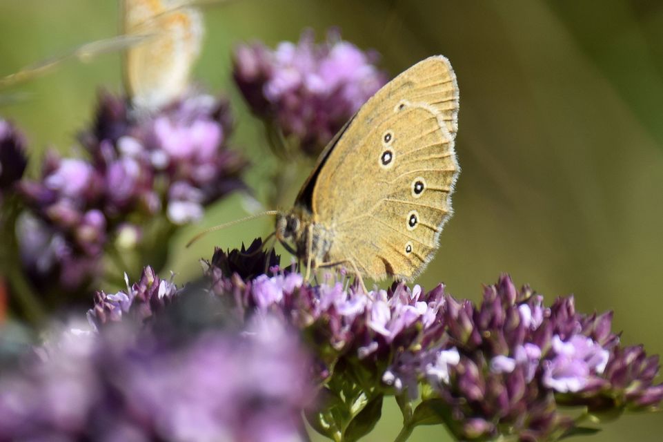 Aphantopus hyperanthus - közönséges ökörszemlepke