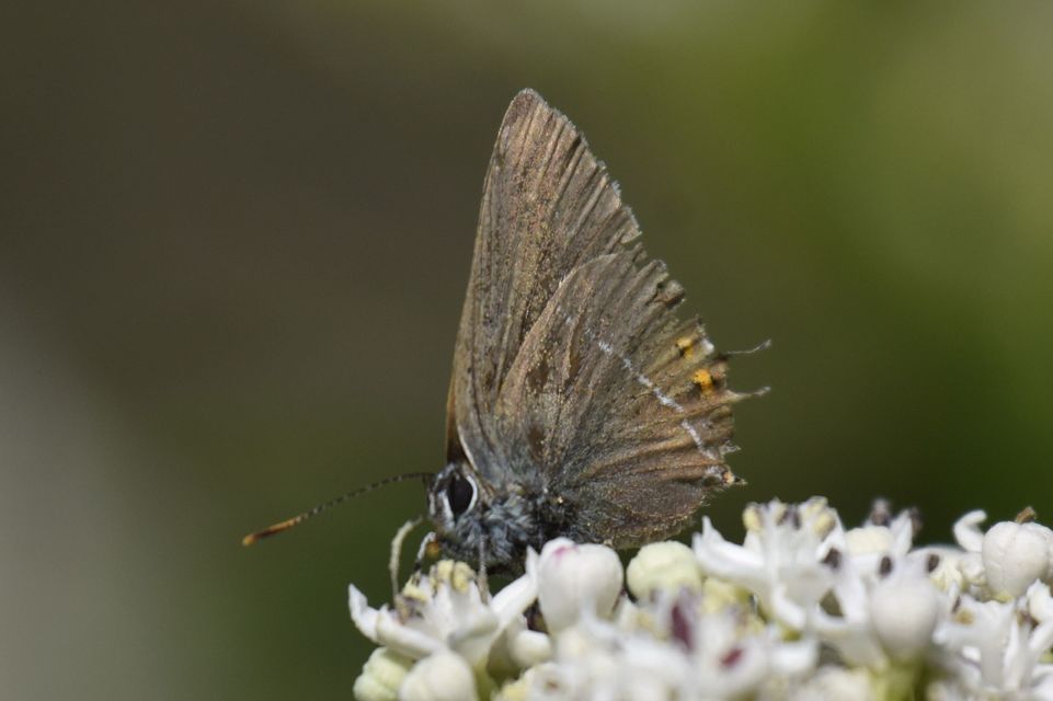 Satyrium spini - kökény-csücsköslepke
