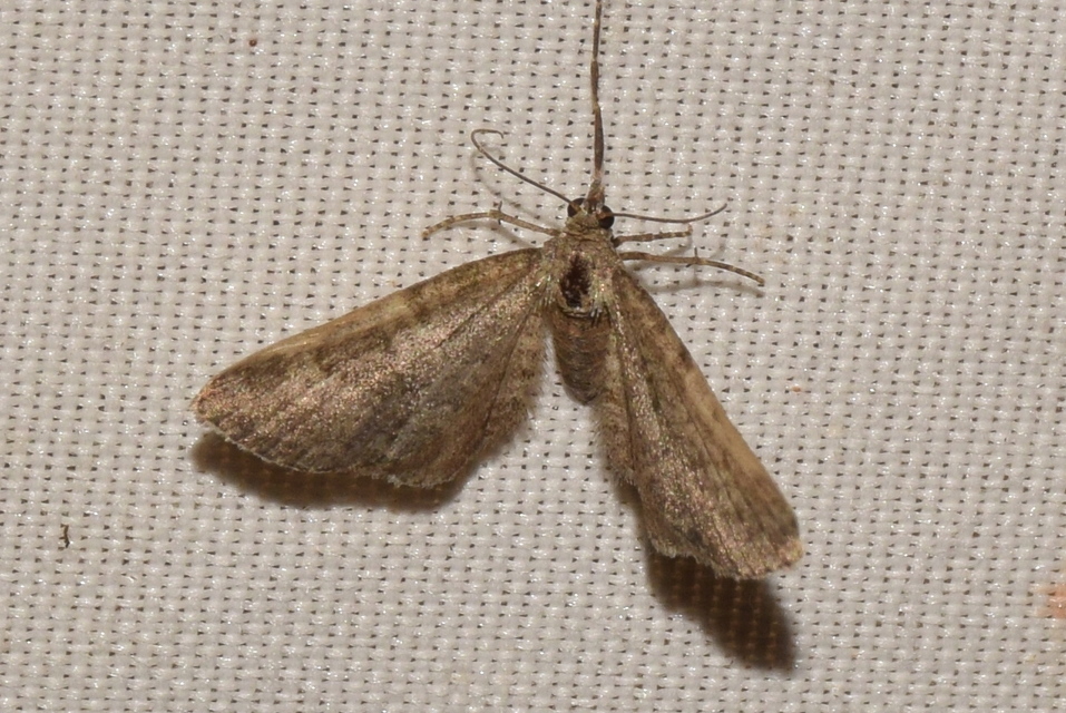 Eupithecia plumbeolata - ólomszínű törpearaszoló