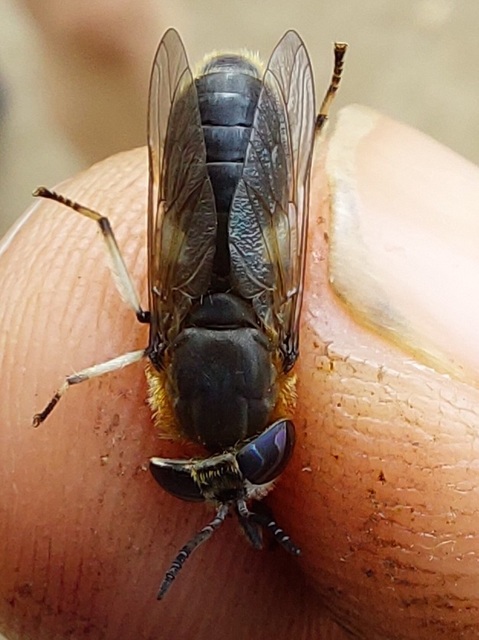 Heptatoma pellucens