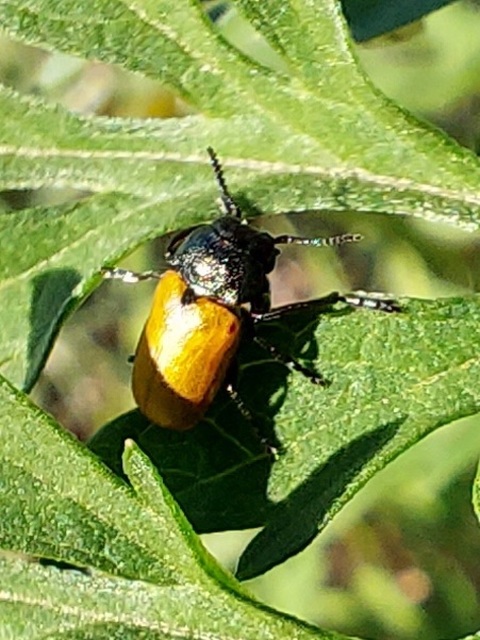 Labidostomis Labidostomis
