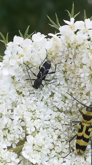 Chlorophorus sartor - feketevállú darázscincér