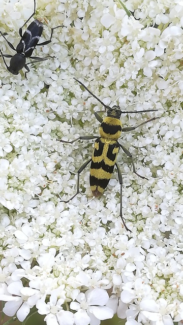 Chlorophorus varius - díszes darázscincér