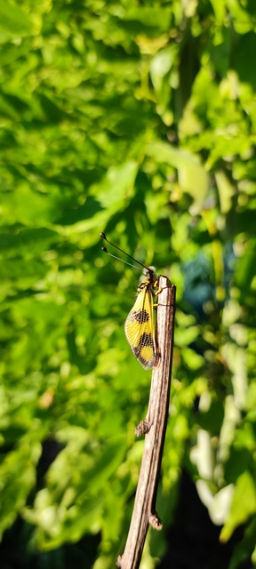 Libelloides macaronius - keleti rablópille